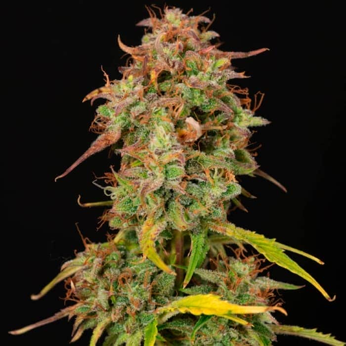 AUTO SANTA MARTA HAZE (Seedstokers) Semillas de marihuana feminizadas autoflorecientes de colección, cogollo.