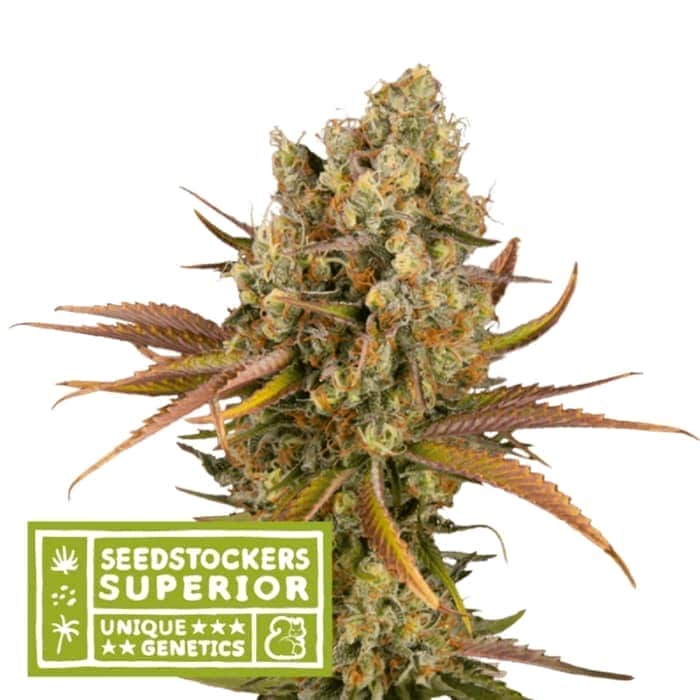 AUTO SANTA MARTA HAZE (Seedstokers) Semillas de marihuana feminizadas autoflorecientes de colección, cogollo.