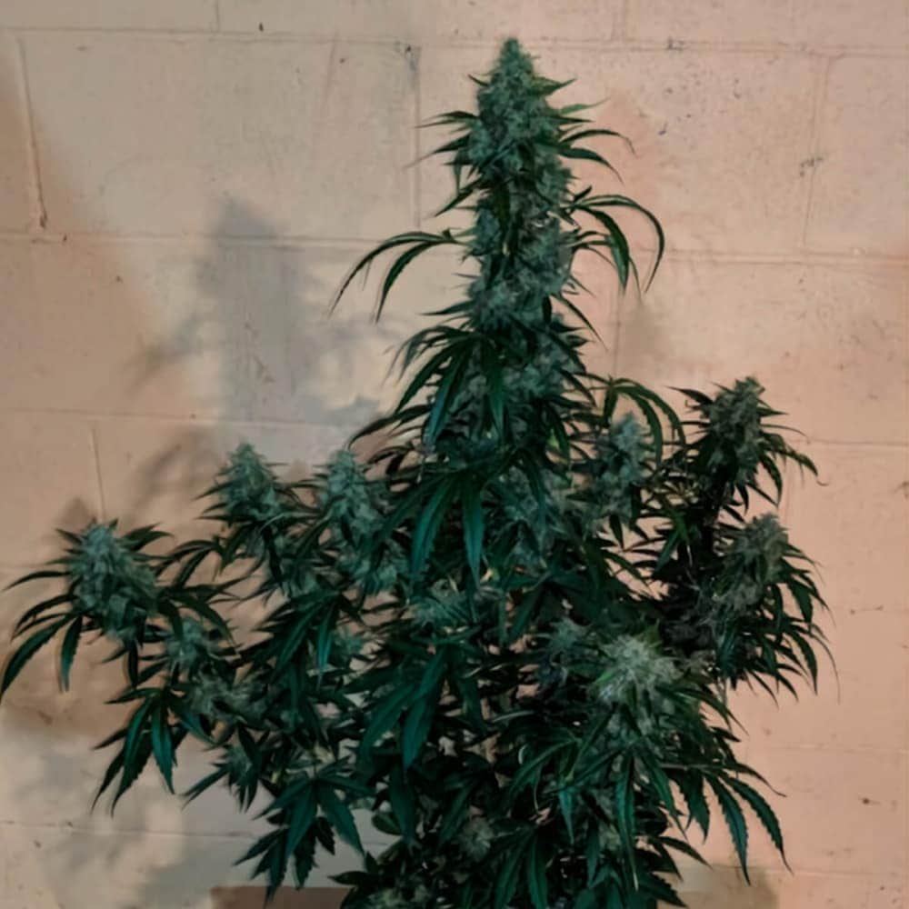 AUTO SANTA MARTA HAZE (Seedstokers) Semillas de marihuana feminizadas autoflorecientes de colección, planta.