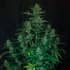 AUTO STICKY FINGERS (Seedstockers) Semillas de marihuana feminizadas autoflorecientes de colección, planta.