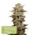 AUTO STICKY FINGERS (Seedstockers) Semillas de marihuana feminizadas autoflorecientes de colección, cogollo.