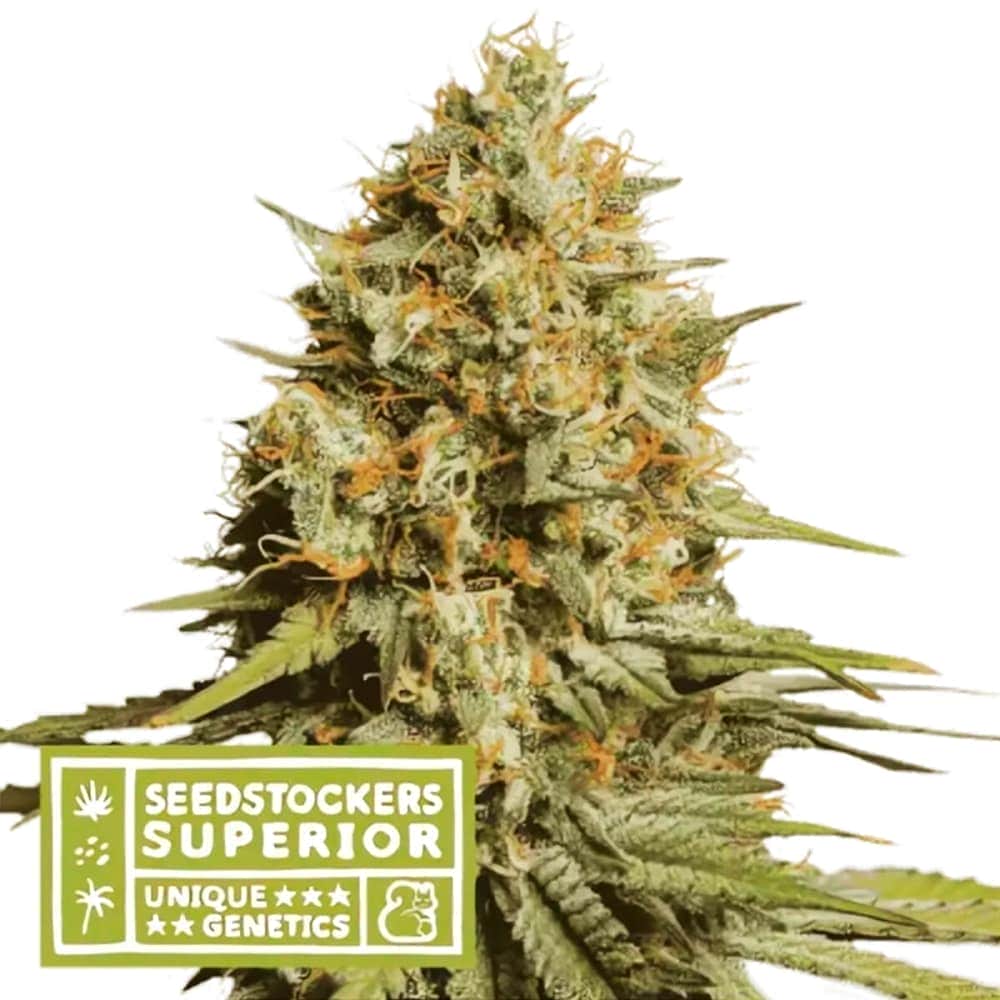 AUTO TRITON BISCOTTO LIME (Seedstockers) Semillas de marihuana feminizadas autoflorecientes de colección, cogollo.
