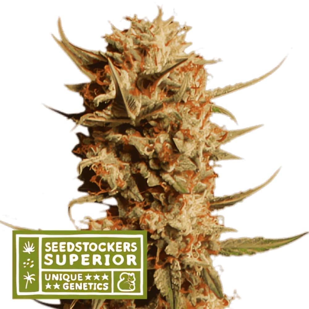 AUTO THUNDER BANANA (Seedstockers) Semillas de marihuana feminizadas autoflorecientes de colección, cogollo.