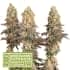 MACK & CRACK (Seedstockers) Semillas de marihuana feminizadas de colección, cogollo.