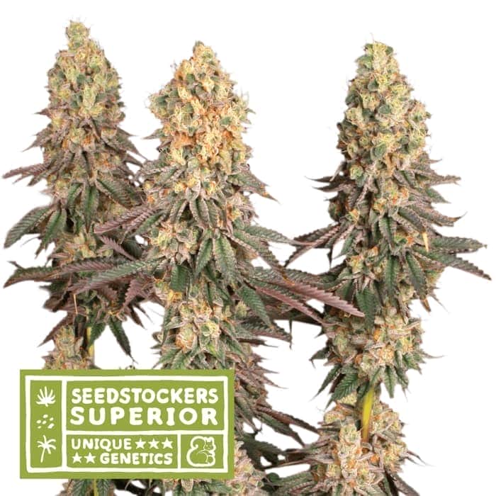 MACK & CRACK (Seedstockers) Semillas de marihuana feminizadas de colección, cogollo.