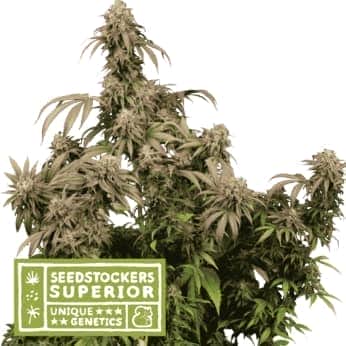 MANDARIN PANTIES (Seedstockers) Semilla de marihuana feminizada de colección, cogollo.