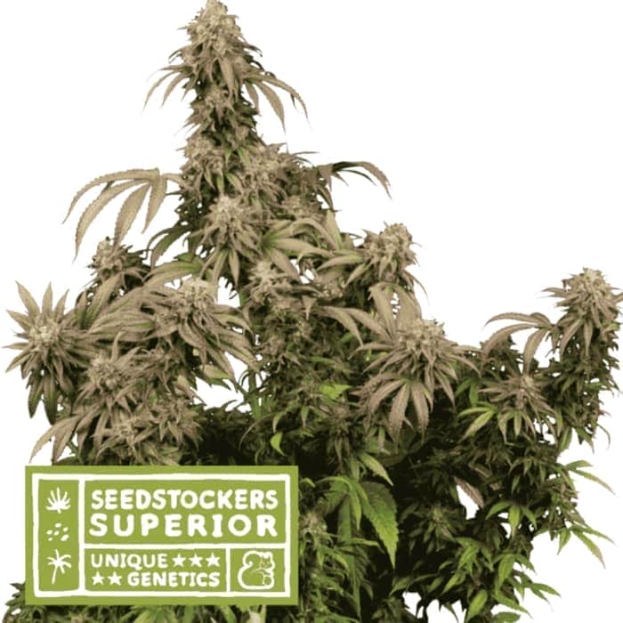 MANDARIN PANTIES (Seedstockers) Semilla de marihuana feminizada de colección, cogollo.