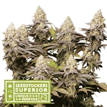 PANTY PUNCH (Seedstockers) Semillas de marihuana feminizadas de colección, cogollos.