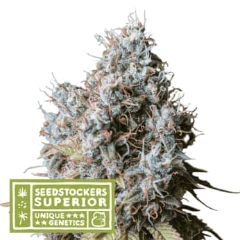 RUCU CUCU OG (Seedstockers) Semillas de marihuana feminizadas de colección, cogollo.
