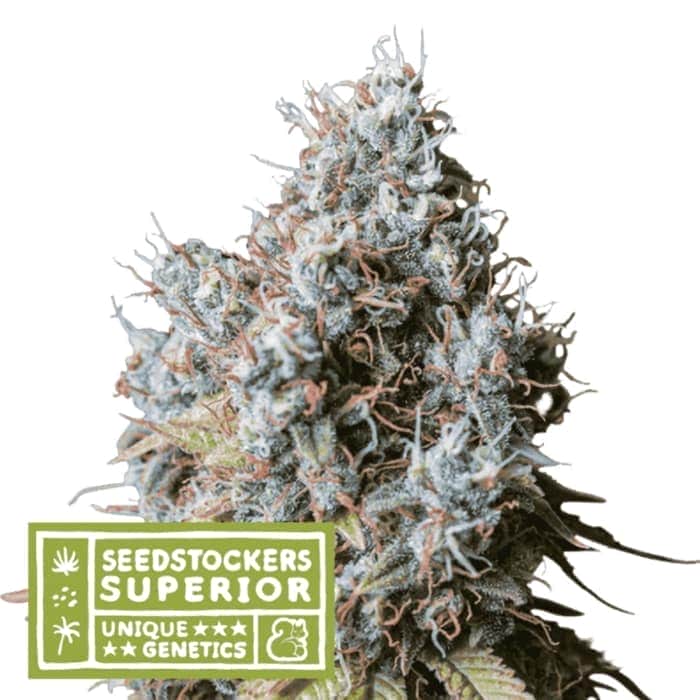 RUCU CUCU OG (Seedstockers) Semillas de marihuana feminizadas de colección, cogollo.