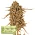 THUNDER BANANA (Seedstockers) Semillas de marihuana feminizadas de colección, cogollo.