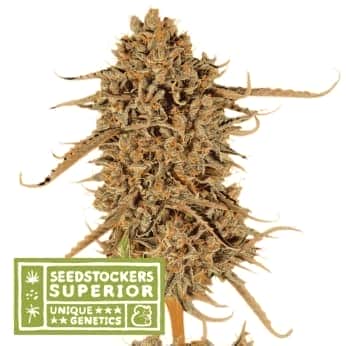 THUNDER BANANA (Seedstockers) Semillas de marihuana feminizadas de colección, cogollo.