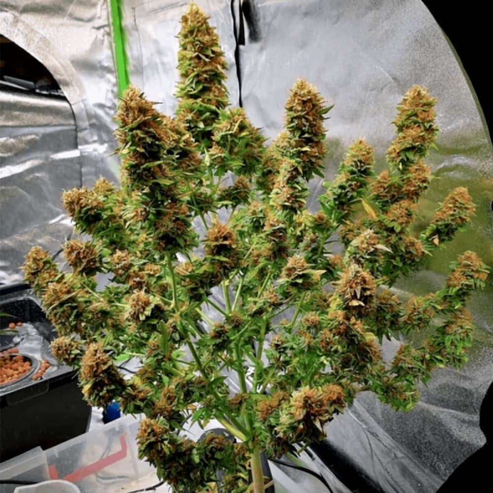 AUTO AMNESIA (Seedstockers) Semillas de marihuana feminizadas autoflorecientes de colección, planta.