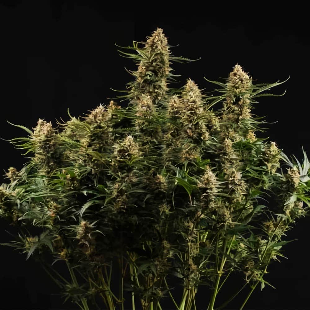 AUTO BCN CRITICAL XXL (Seedstockers) Semillas de marihuana feminizadas autoflorecientes de colección, planta.