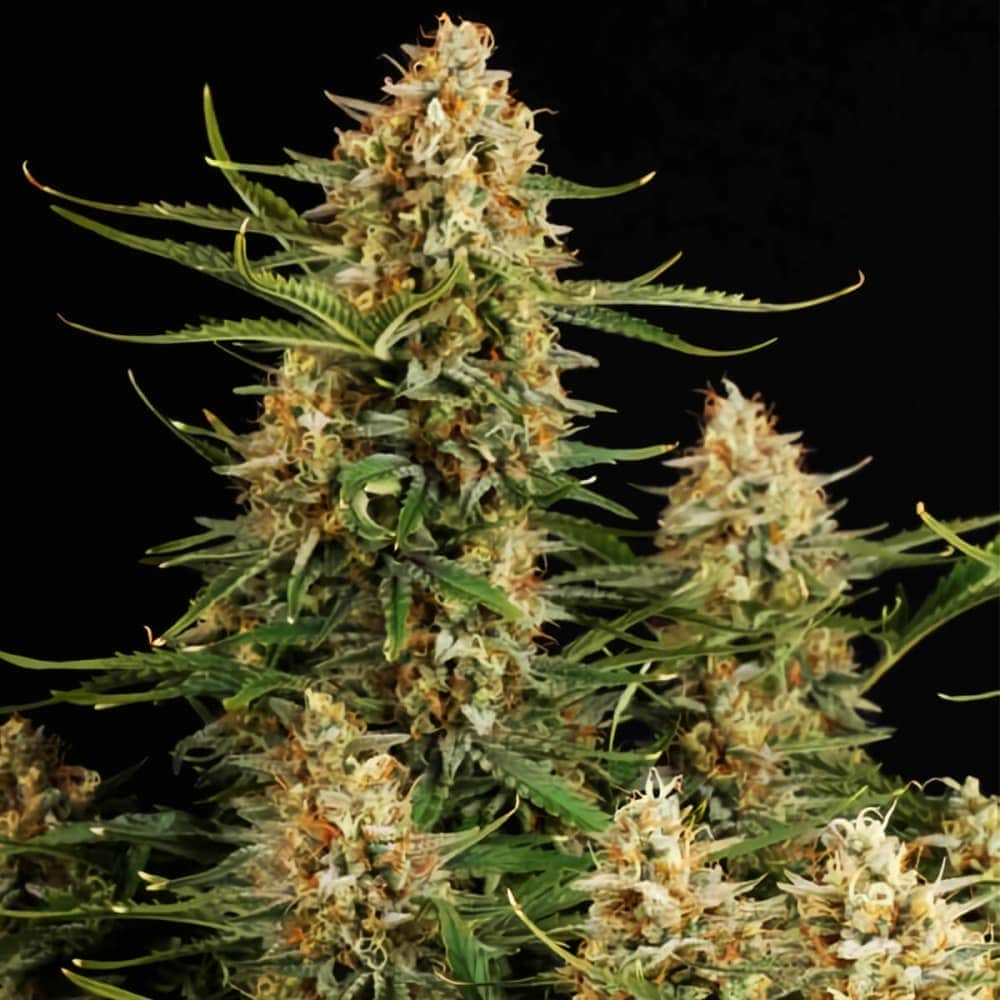 AUTO BCN CRITICAL XXL (Seedstockers) Semillas de marihuana feminizadas autoflorecientes de colección, cogollos.