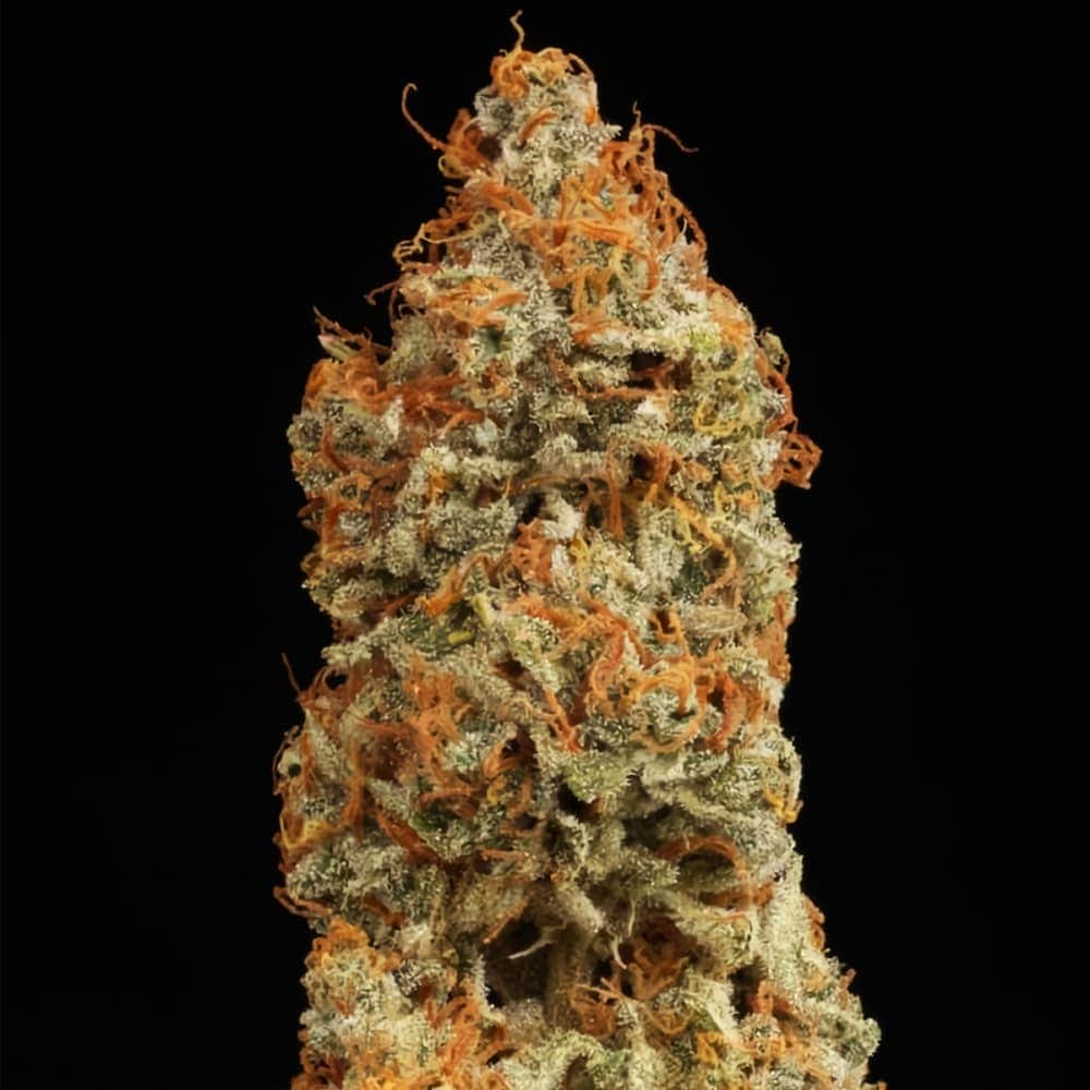 AUTO BCN CRITICAL XXL (Seedstockers) Semillas de marihuana feminizadas autoflorecientes de colección, cogollo seco.