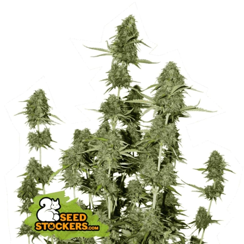 AUTO BCN POWER PLANT (Seedstockers) Semillas de marihuana feminizadas autoflorecientes de colección, cogollos.