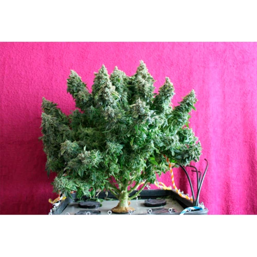 AUTO BCN POWER PLANT (Seedstockers) Semillas de marihuana feminizadas autoflorecientes de colección, planta.