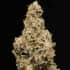 AUTO BIG BUD (Seedstockers) Semillas de marihuana feminizadas autoflorecientes de colección, cogollo.