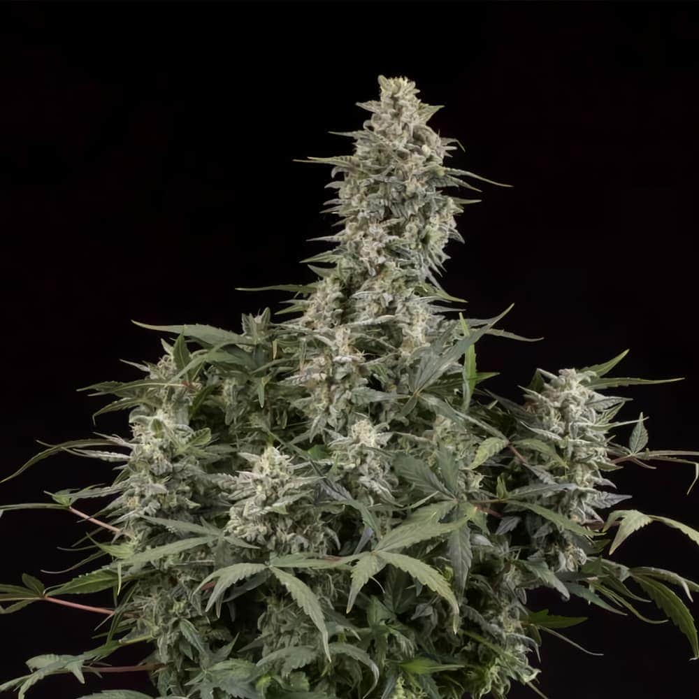 AUTO BIG BUD (Seedstockers) Semillas de marihuana feminizadas autoflorecientes de colección, planta.