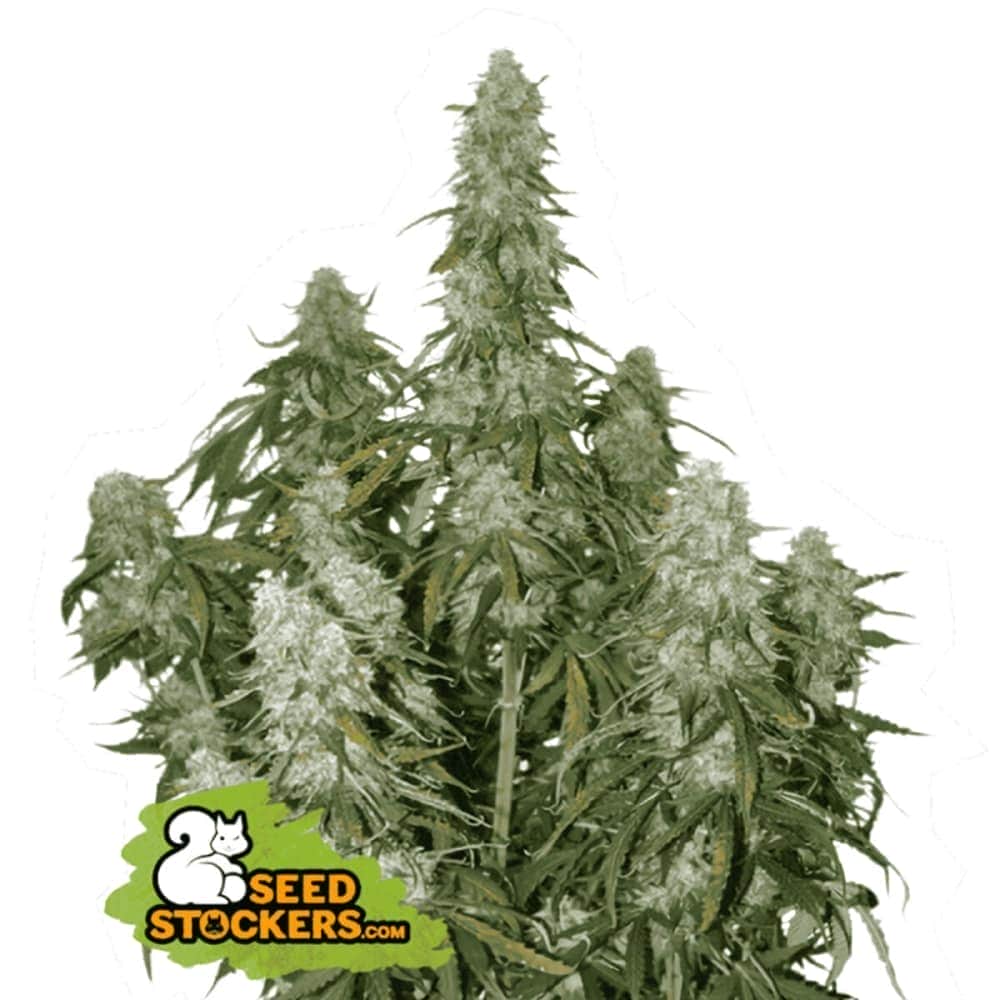 AUTO BIG BUD (Seedstockers) Semillas de marihuana feminizadas autoflorecientes de colección, planta.