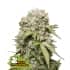 AUTO JACK HERER (Seedstockers) Semillas de marihuana feminizadas autoflorecientes de colección, cogollo.