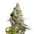 AUTO MOBY DICK (Seedstockers) Semillas de marihuana feminizadas autoflorecientes de colección, cogollo.
