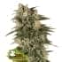 AUTO NORTHERN LIGHTS (Seedstockers) Semillas de marihuana feminizadas autoflorecientes de colección, cogollo.