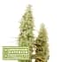 SANTA MARTA HAZE (Seedstockers) Semillas de marihuana feminizadas de colección, cogollo.