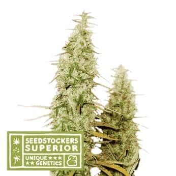 SANTA MARTA HAZE (Seedstockers) Semillas de marihuana feminizadas de colección, cogollo.