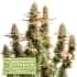 TRITON BISCOTTO LIME (Seedstockers)