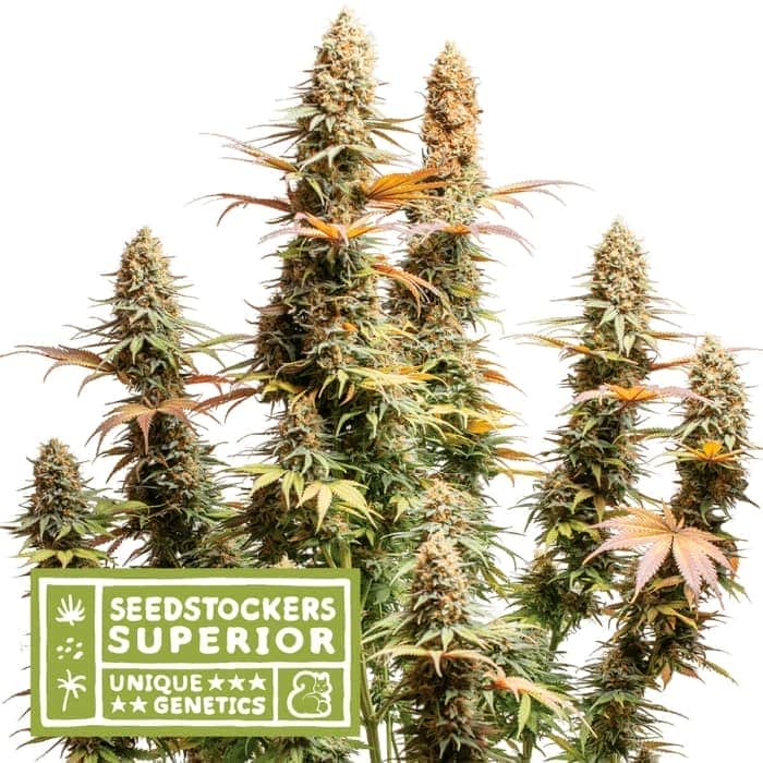 TRITON BISCOTTO LIME (Seedstockers) Semillas de marihuana feminizadas de colección, cogollo.