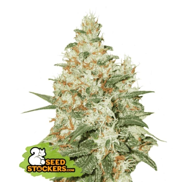 AUTO OG KUSH (Seedstockers) Semillas de marihuana autoflorecientes feminizadas de colección, cogollo.