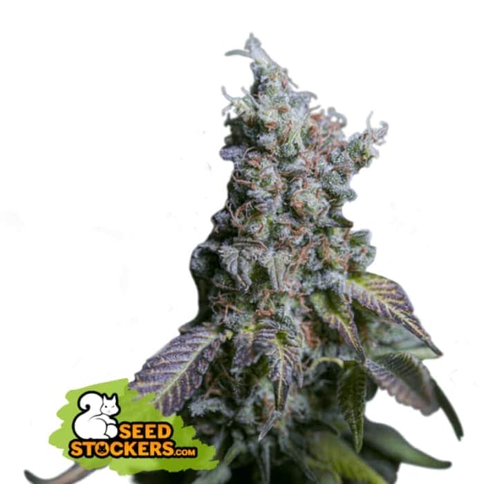 AUTO SOUR DIESEL (Seedstockers) Semillas de marihuana autoflorecientes feminizadas de colección, cogollo.