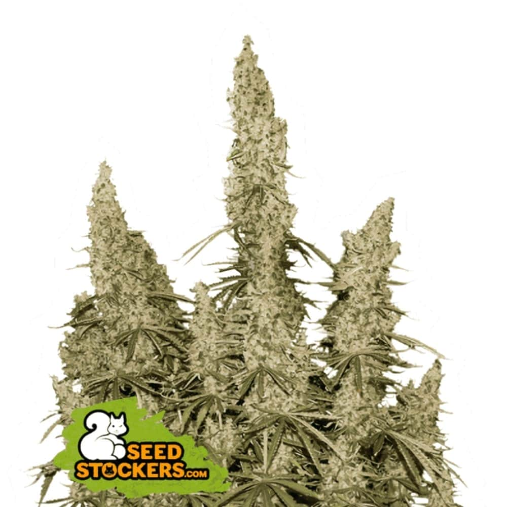 AUTO WHITE WIDOW (Seedstockers) Semillas de marihuana feminizadas autoflorecientes de colección, cogollos.