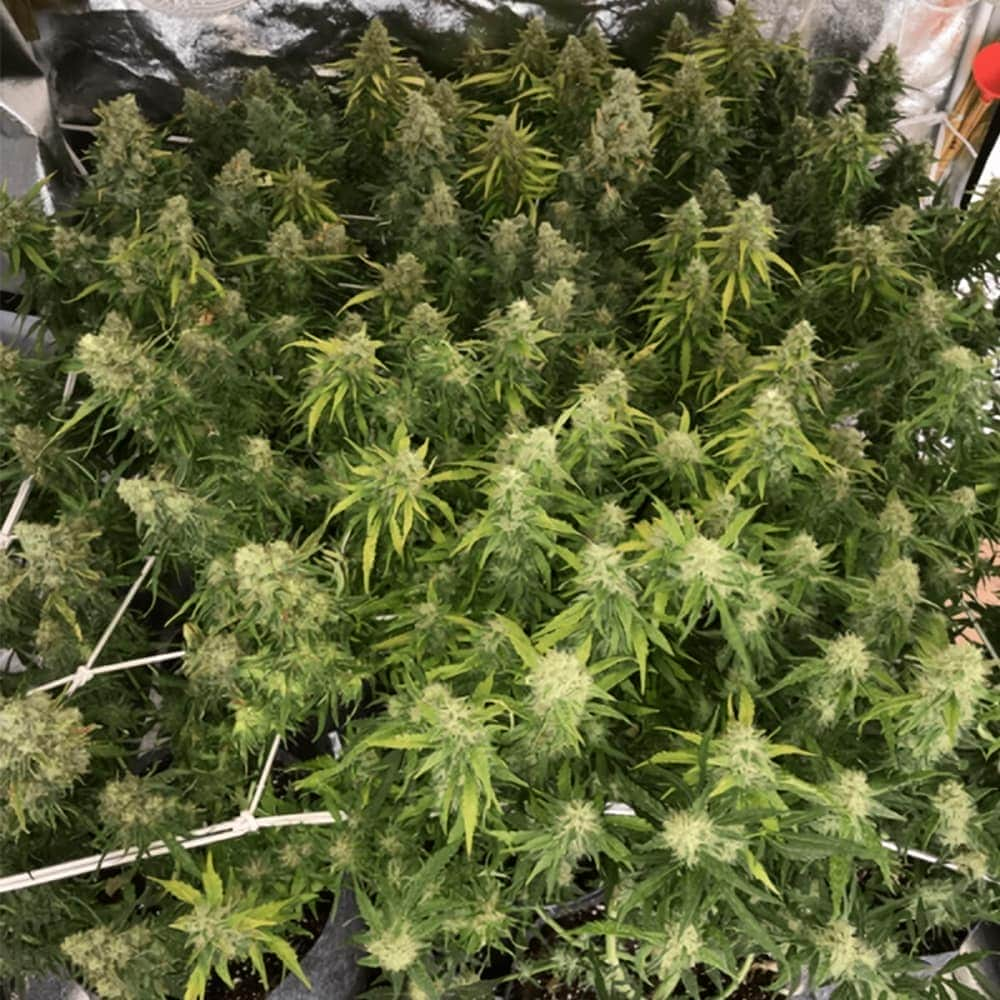 AUTO WHITE WIDOW (Seedstockers) Semillas de marihuana feminizadas autoflorecientes de colección, cogollos.