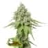 AK420 (Seedstockers) Semillas de marihuana feminizadas de colección, cogollo.