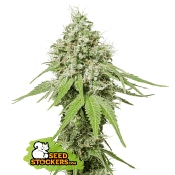 AK420 (Seedstockers) Semillas de marihuana feminizadas de colección, cogollo.