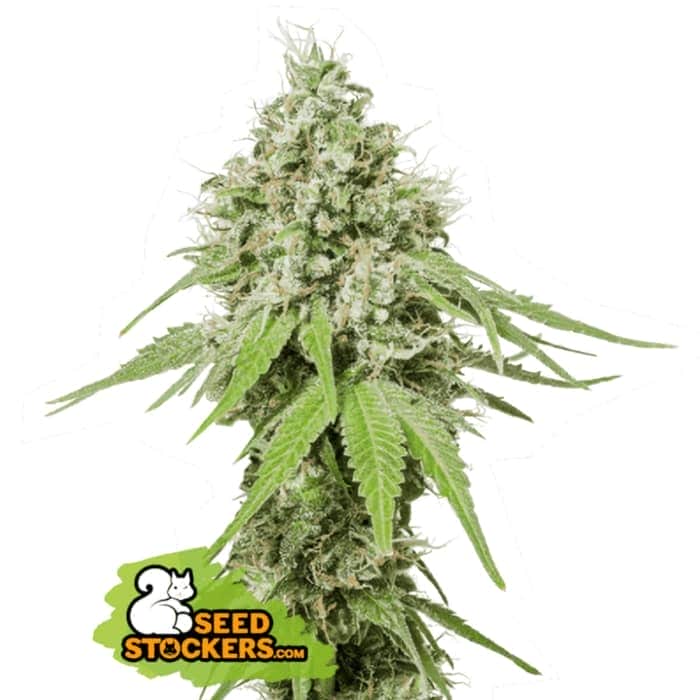 AK420 (Seedstockers) Semillas de marihuana feminizadas de colección, cogollo.