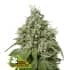 AMNESIA (Seedstockers) Semillas de marihuana feminizadas de colección, cogollo.