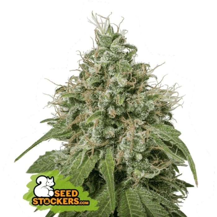 AMNESIA (Seedstockers) Semillas de marihuana feminizadas de colección, cogollo.