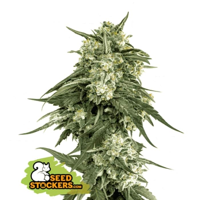 BCN CRITICAL XXL FAST (Seedstockers) Semillas de marihuana feminizadas fast version de colección, cogollo.