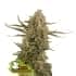 BCN CRITICAL XXL (Seedstockers) Semillas de marihuana feminizadas de colección, cogollo.