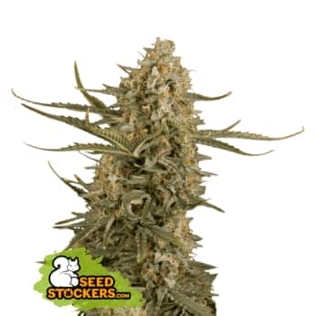 BCN CRITICAL XXL (Seedstockers) Semillas de marihuana feminizadas de colección, cogollo.