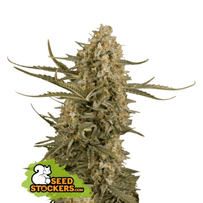 BCN CRITICAL XXL (Seedstockers) Semillas de marihuana feminizadas de colección, cogollo.