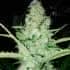(Seedstockers) Semillas de marihuana feminizadas de colección, cogollo.