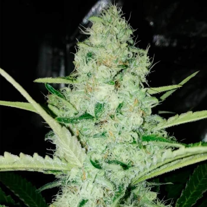(Seedstockers) Semillas de marihuana feminizadas de colección, cogollo.
