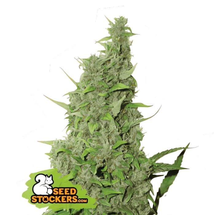 BCN POWER PLANT (Seedstockers) Semillas de marihuana feminizadas de colección, cogollo.