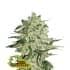 BIG BUD (Seedstockers) Semillas de marihuana feminizadas de colección, cogollo.