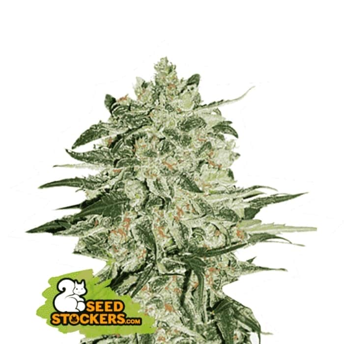 BIG BUD (Seedstockers) Semillas de marihuana feminizadas de colección, cogollo.
